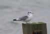 Kittiwake at Southend Pier (Steve Arlow) (25704 bytes)